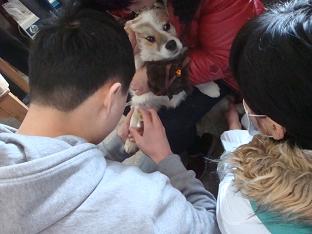 犬留置针实习
