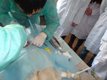 犬节育手术实习