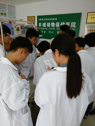 宠物医院实习