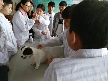 狗狗药物毒理实验