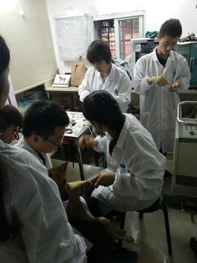 新生宠物实习