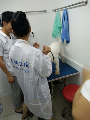 美容实习