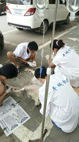 现场救治狗狗