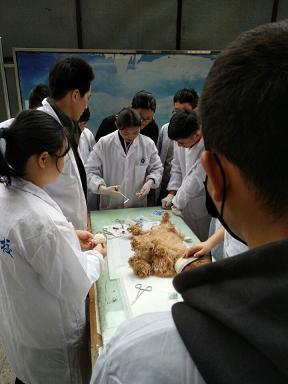 美女同学主刀实习